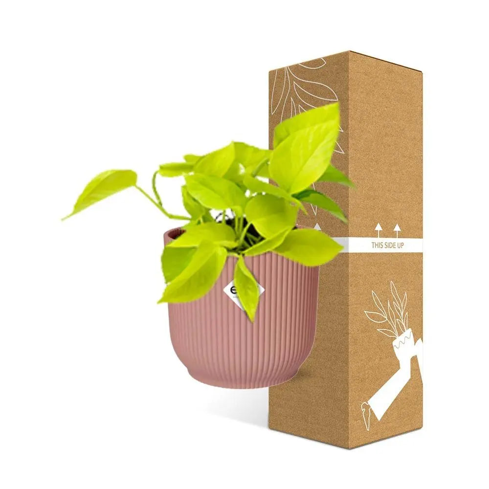 Epipremnum pinnatum „Golden Pothos“ in Elho -Vibes 14 cm Roze MEERgroothandel Planten