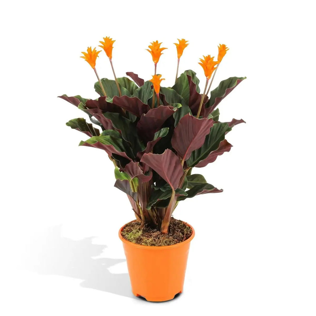 Calathea Crocata - Pauwenpflanze - ø14cm - ↕40cm MEERgroothandel Planten