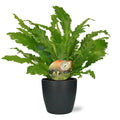 Asplenium campio - Ø17cm - ↕50cm + Pot Brüssel D18x17cm - Anthrazit MEERgroothandel Planten