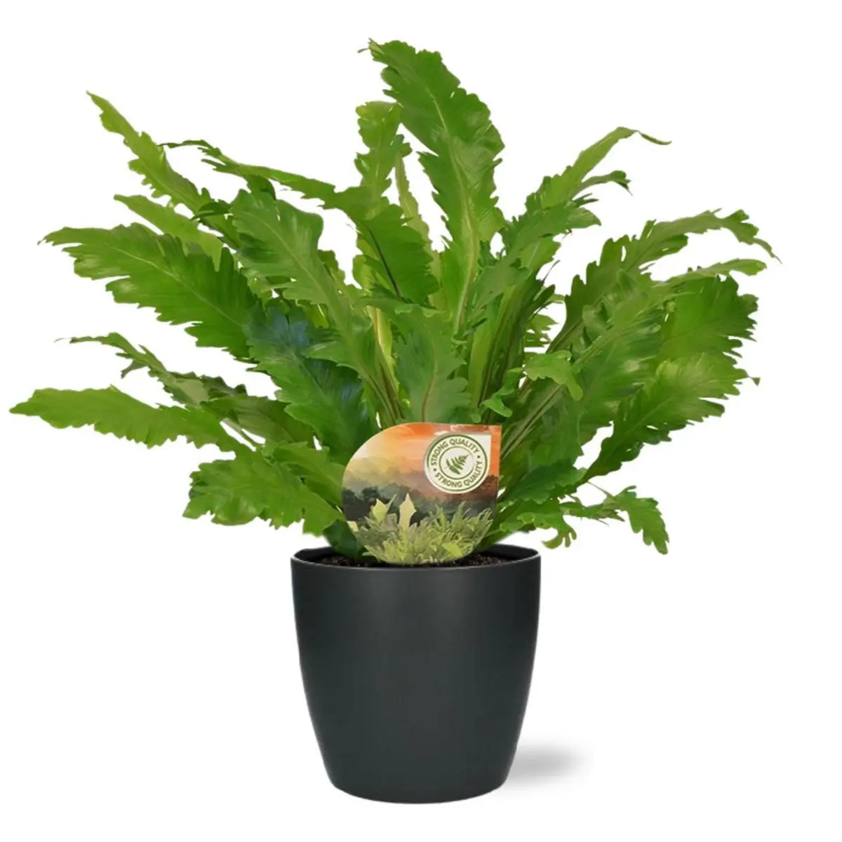 Asplenium campio - Ø17cm - ↕50cm + Pot Brüssel D18x17cm - Anthrazit MEERgroothandel Planten