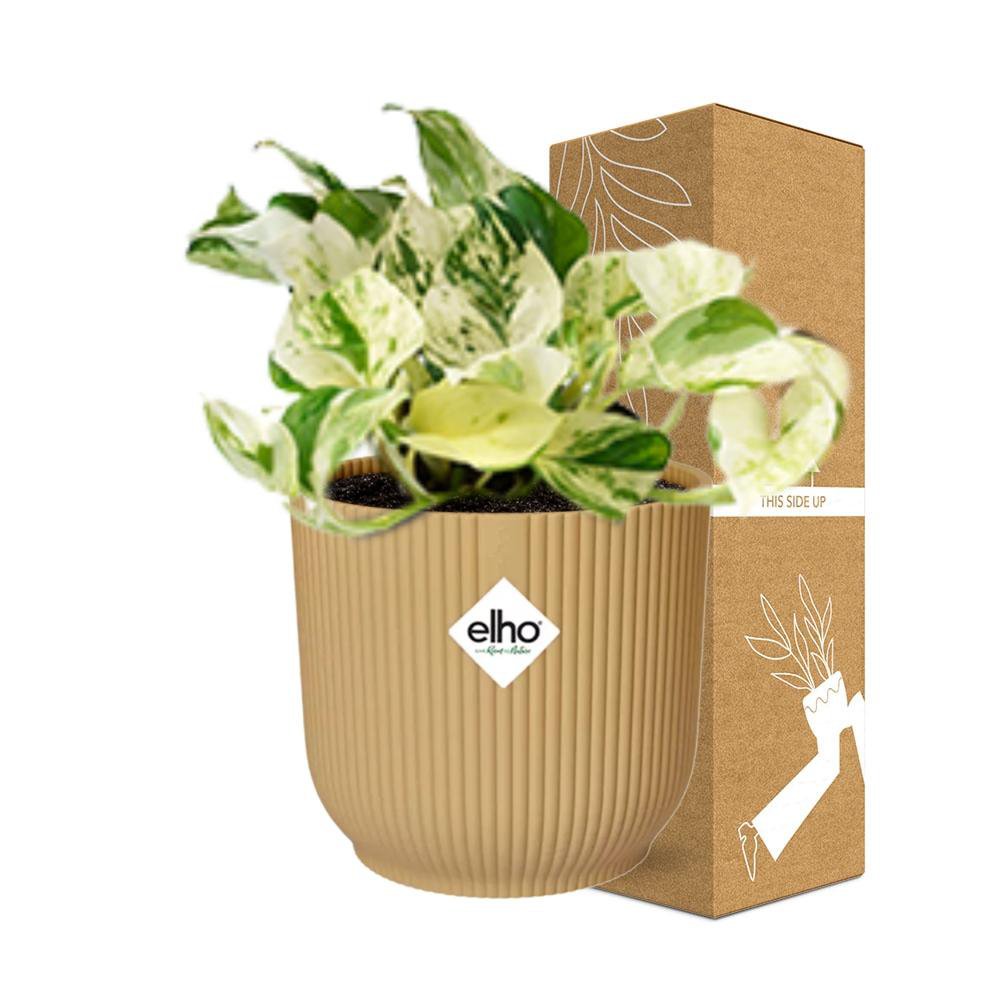Epipremnum Manjula 'Happy Leaf' Elho Fold 14 cm gold | 10-20 cm hoch
