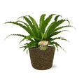 Asplenium Osaka - Ø17cm - ↕40cm + Selin Pot D18x16cm - Schwarz MEERgroothandel Planten