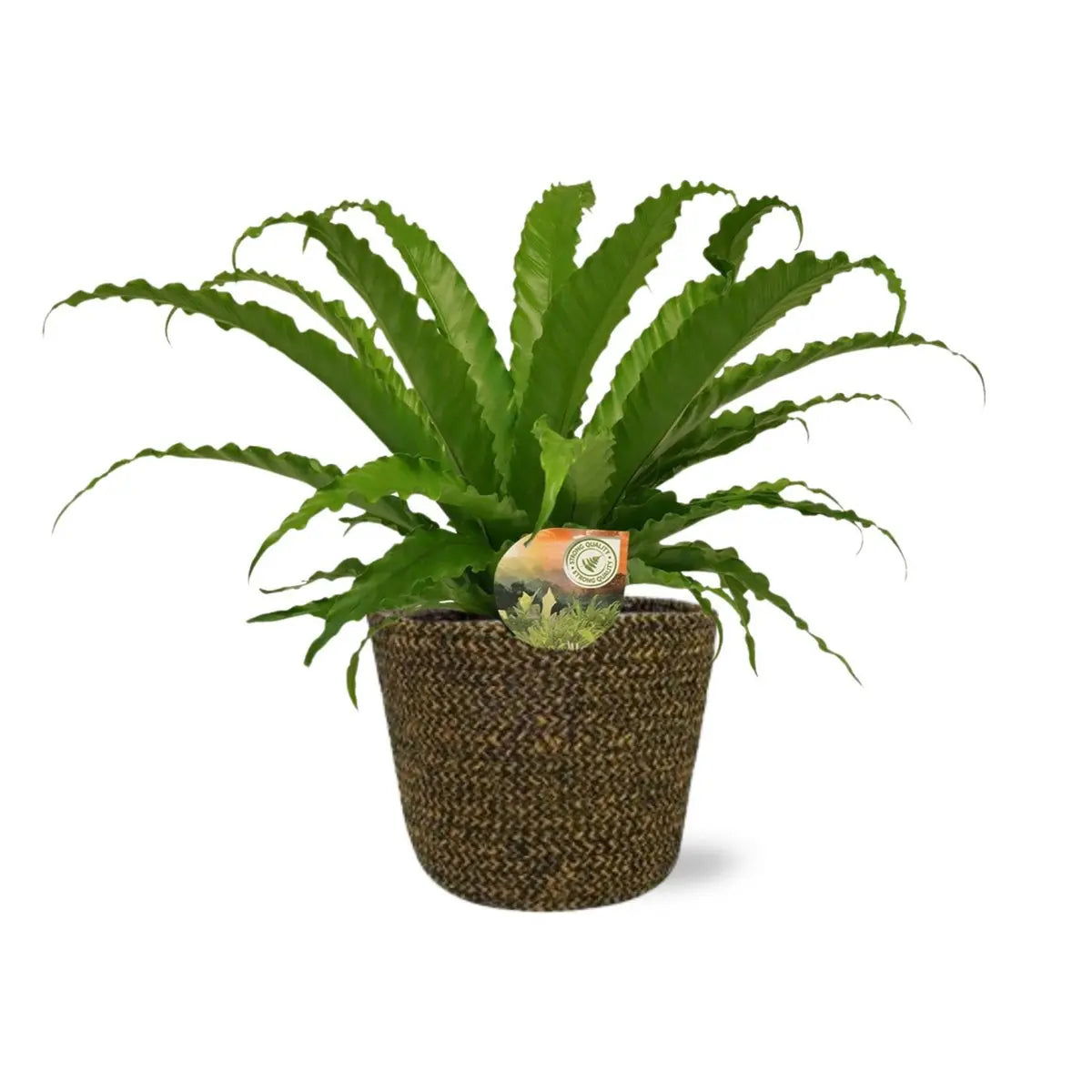 Asplenium Osaka - Ø17cm - ↕40cm + Selin Pot D18x16cm - Schwarz MEERgroothandel Planten