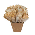 Droogbloemen - Getrocknete Monomischung - Weiß - ↕50cm MEERgroothandel Planten