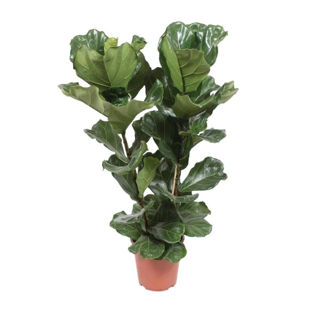 „Zimmerpflanze Ficus lyrata – glänzendes Blattwerk – moderner Solitär“