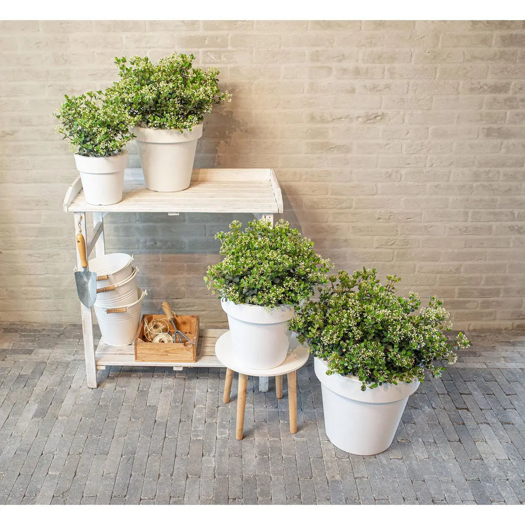 Viburnum 'Fairy Stars'® - ↕20cm - Ø13 cm | Immergrüner Schneeball, kompakt & blühfreudig - Pille Gartenwelt