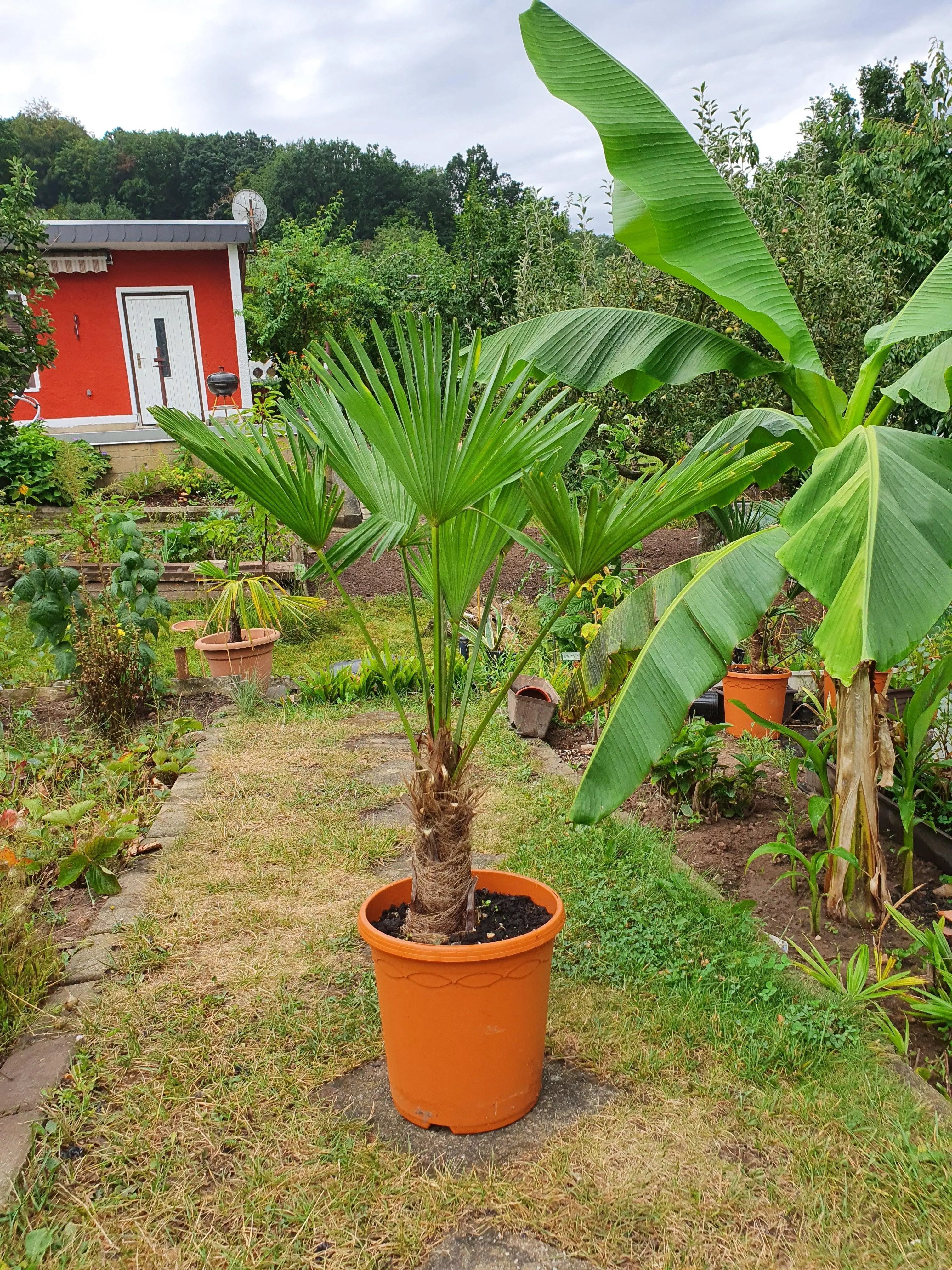 Trachycarpus wagnerianus - Wagner Hanfpalme aus Freilandzucht