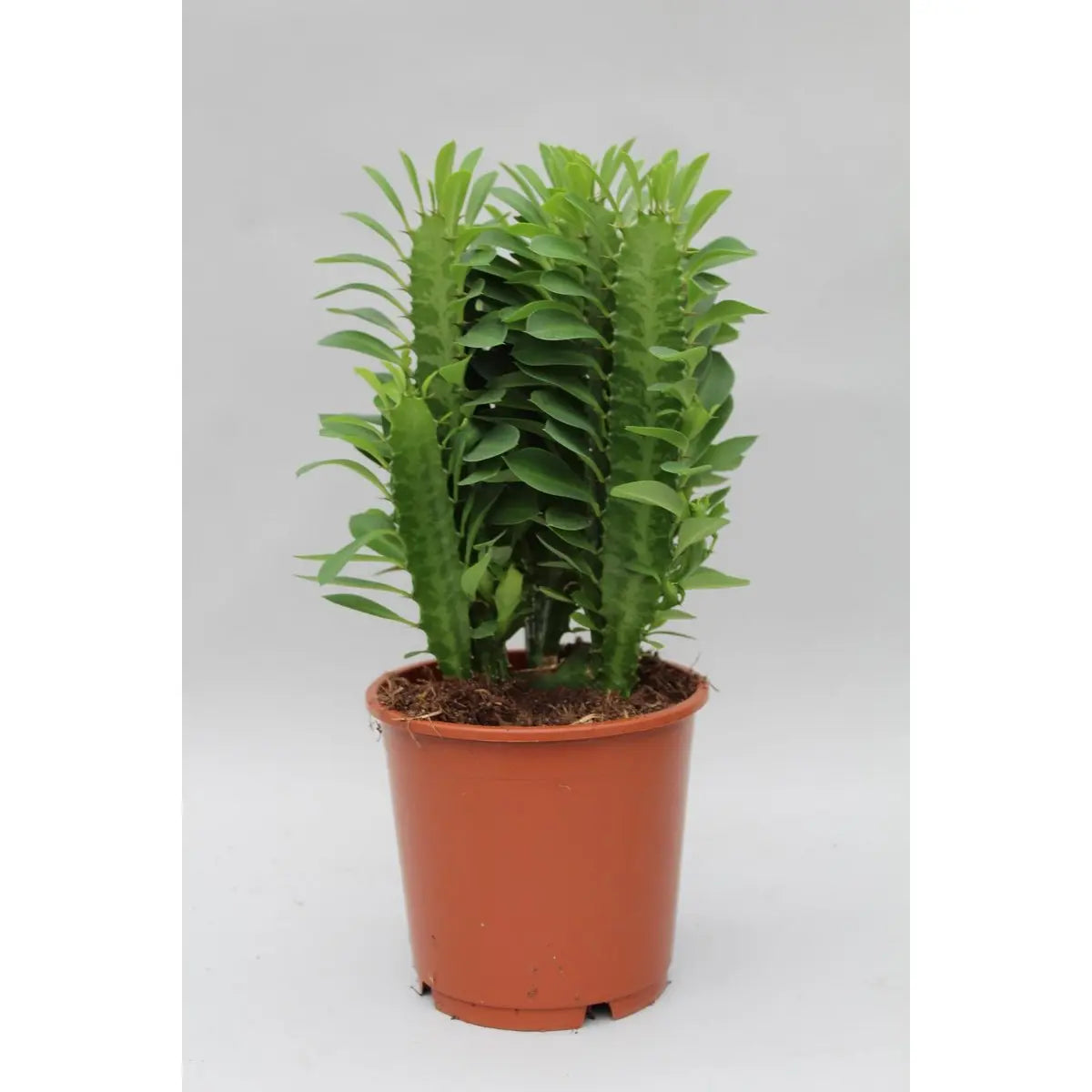 Euphorbia trigona - Ø12c in ↕40 cm MEERgroothandel Planten