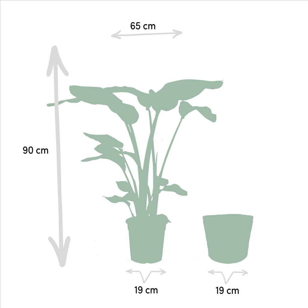 Strelitzia Nicolai - 19cm - ↕85cm + Alocasia Macrorrhiza - 19cm - ↕70cm + 2 Seegras Mand Igmar