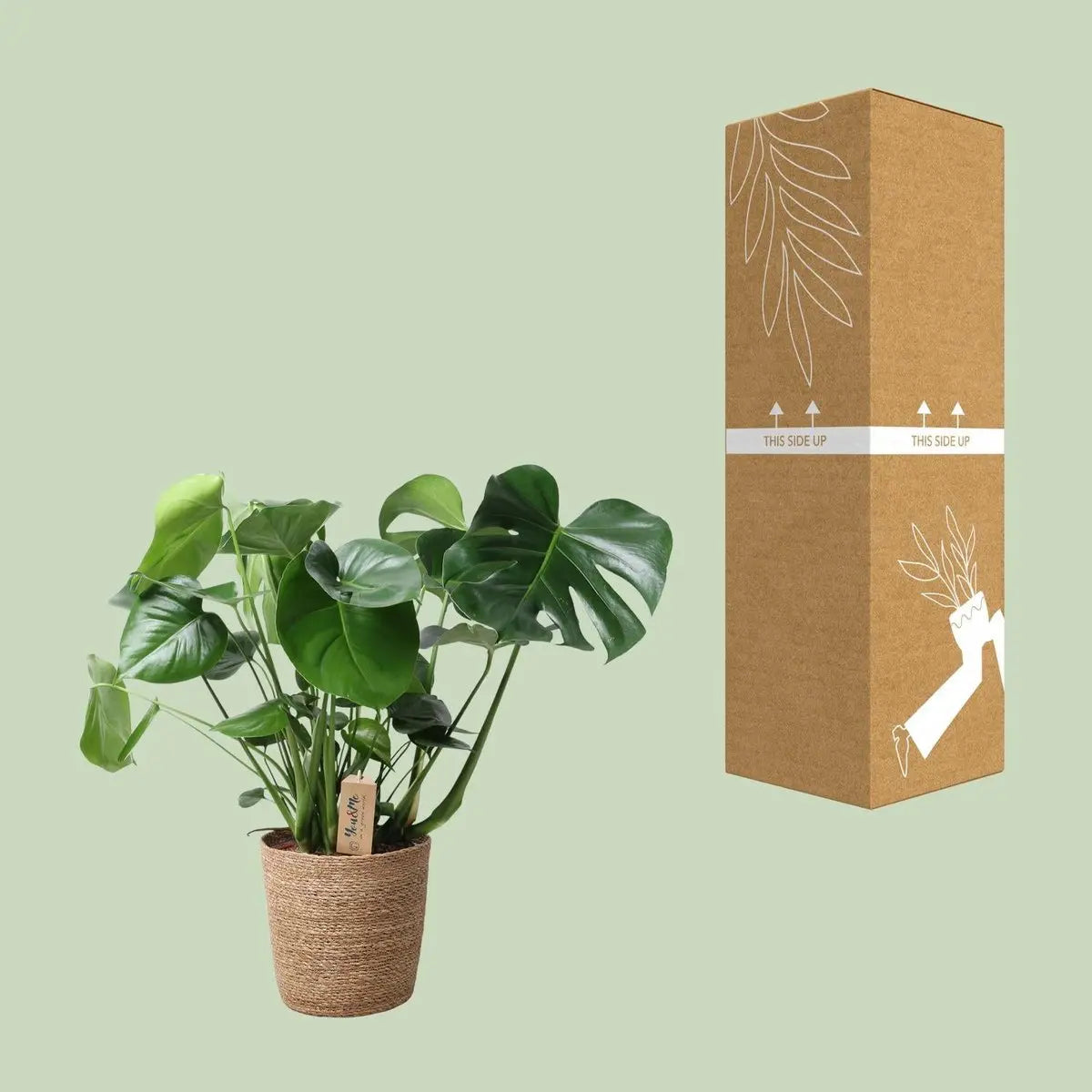 Monstera im natürlichen Korb - Ø21 cm - ↕60 cm