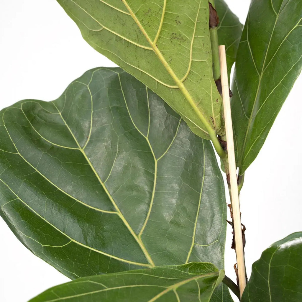 Ficus Lyrata - Gummipflanze - Ø17cm - ↕75cm MEERgroothandel Planten