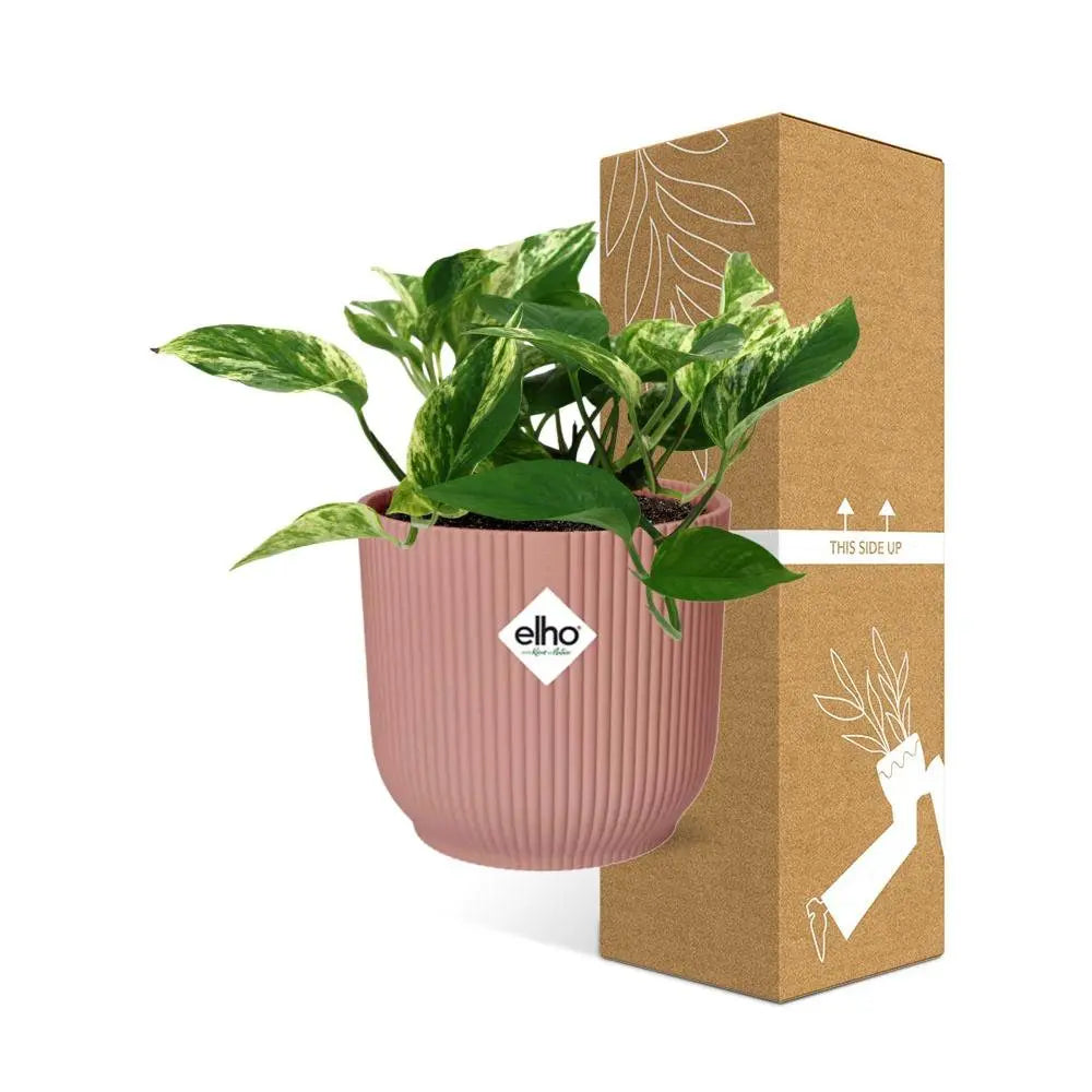 Scindapsus (Epipremnum) Marble Queen in Elho Vibes Fold 14 cm Roze MEERgroothandel Planten