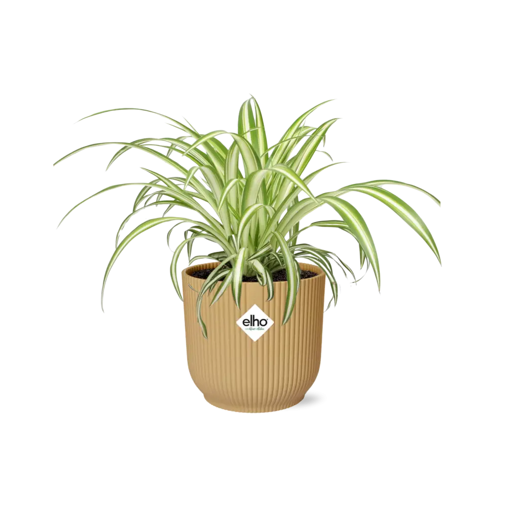 Grünlilie (Chlorophytum comosum) – pflegeleichte Zimmerpflanze im Topf –  Pille Gartenwelt