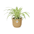 Chlorophytum comosum variegatum in Elho -Vibes Falten Sie 14 cm Geel MEERgroothandel Planten
