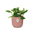 Scindapsus (Epipremnum) Marble Queen in Elho Vibes Fold 14 cm Roze MEERgroothandel Planten