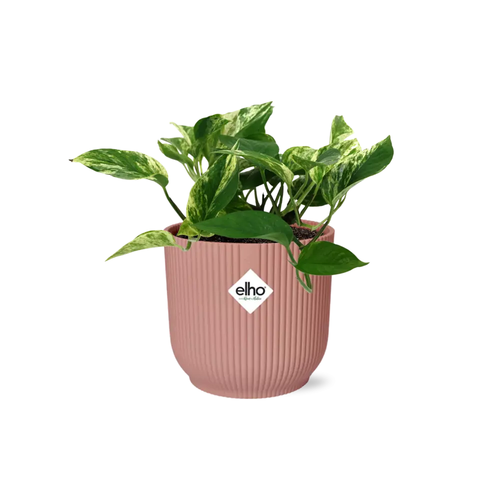 Scindapsus (Epipremnum) Marble Queen in Elho Vibes Fold 14 cm Roze MEERgroothandel Planten