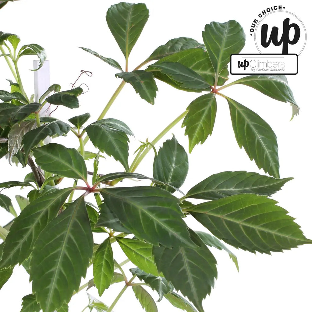 Wilder Wein Parthenocissus Henryana - Chinesische Jungfernrebe - Ø15cm - ↕65 cm - Pille Gartenwelt