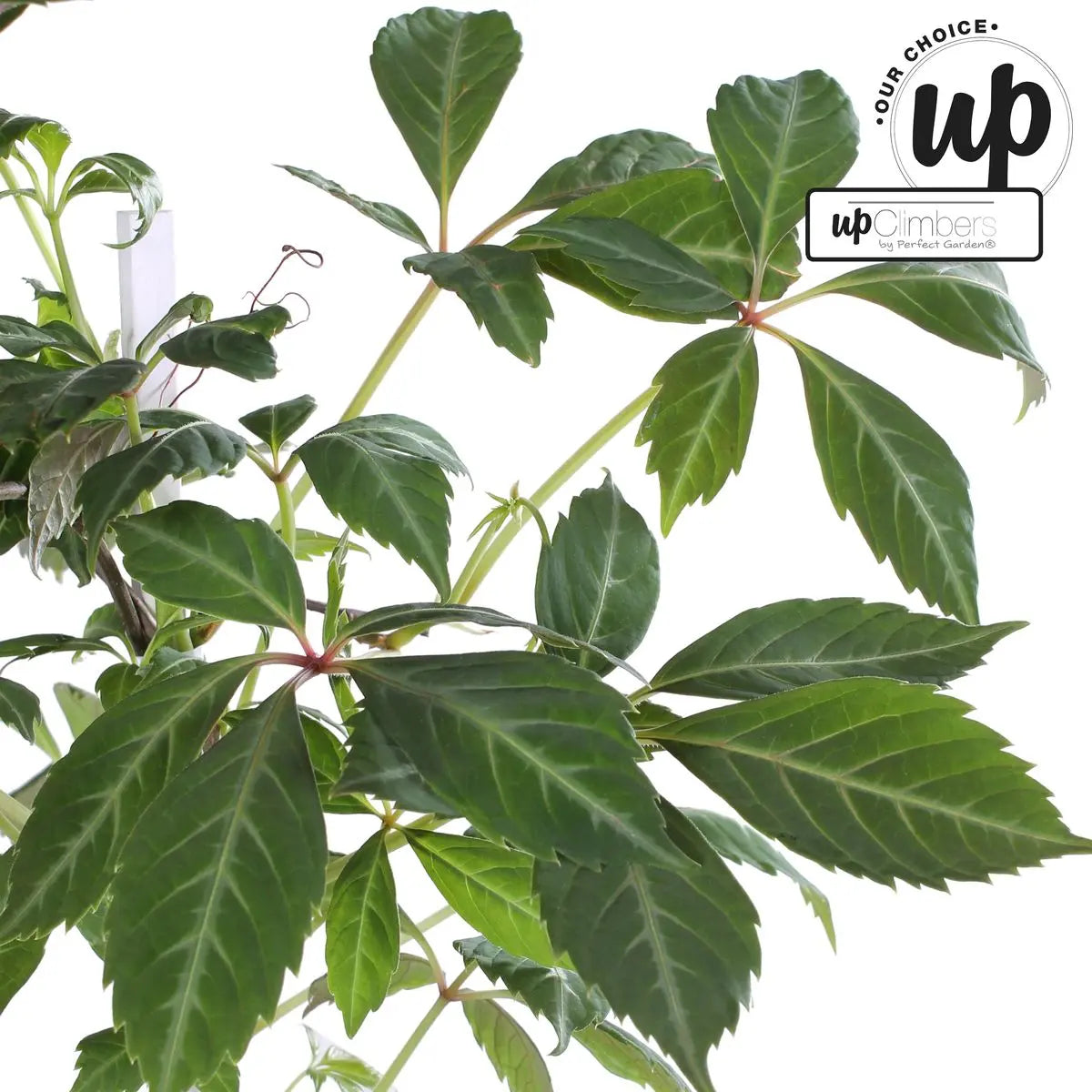 Wilder Wein Parthenocissus Henryana - Chinesische Jungfernrebe - Ø15cm - ↕65 cm - Pille Gartenwelt