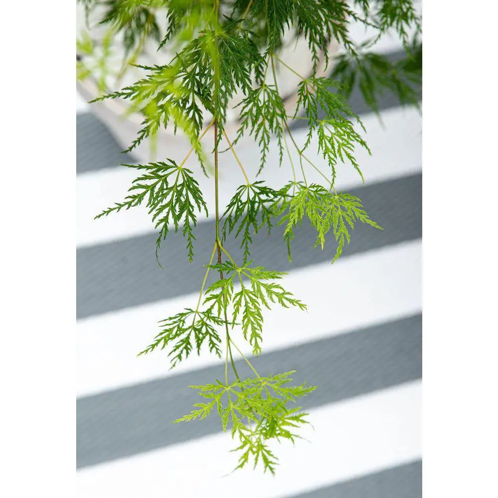 Japanischer Fächerahorn (Fächerahorn ‘Dissectum’) | Acer palmatum ‘Dissectum’ - Pille Gartenwelt