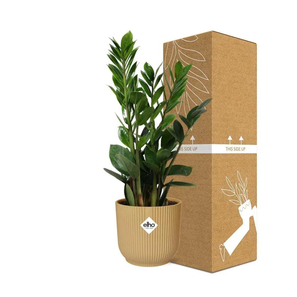 Zamioculcas-Höhe 45-50 in Elho-Vibes Falten Sie 14 cm Geel MEERgroothandel Planten