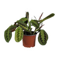 Gebetspflanze Maranta leuconeura ‘Fascinator’  - Ø12cm - ↕30 cm