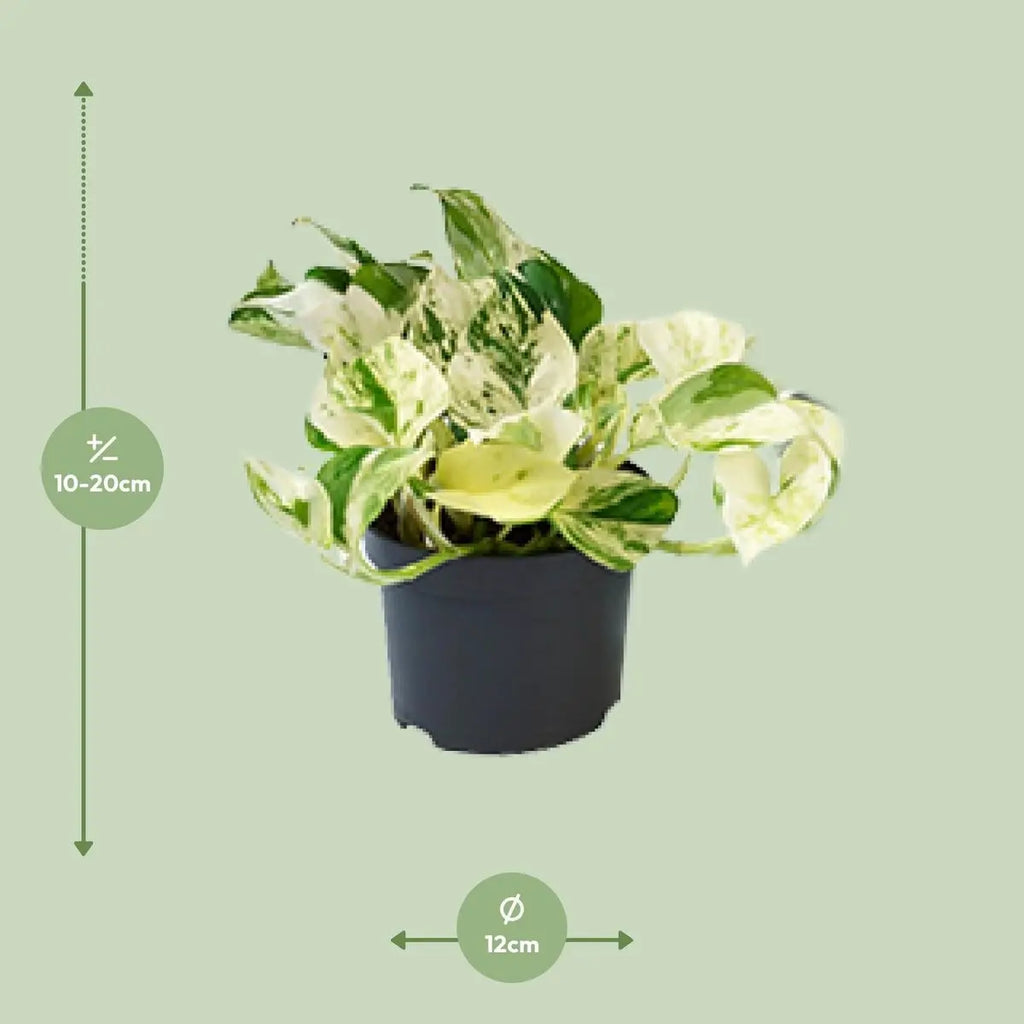 Epipremnum aureum ‘Marble Queen’ - Scindapsus - Ø12CM - ↕15cm