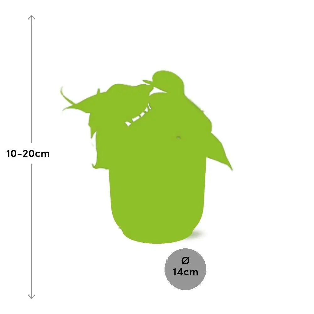 Philodendron -Klettern in Elho Vibes Fold 14 cm Geel MEERgroothandel Planten