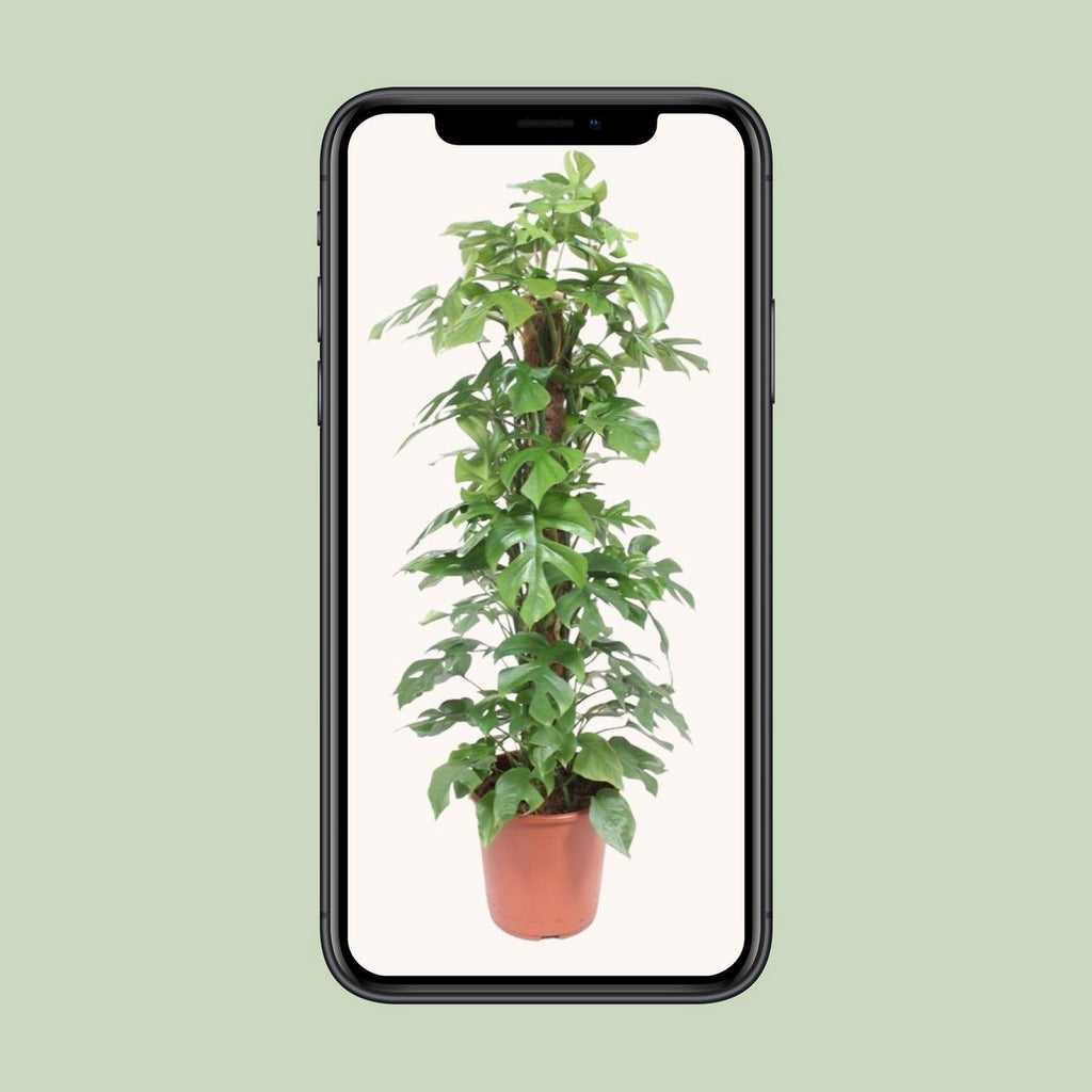 Monstera minima P27/H130 mit Moosstab – tropische Kletterpflanze, immergrün