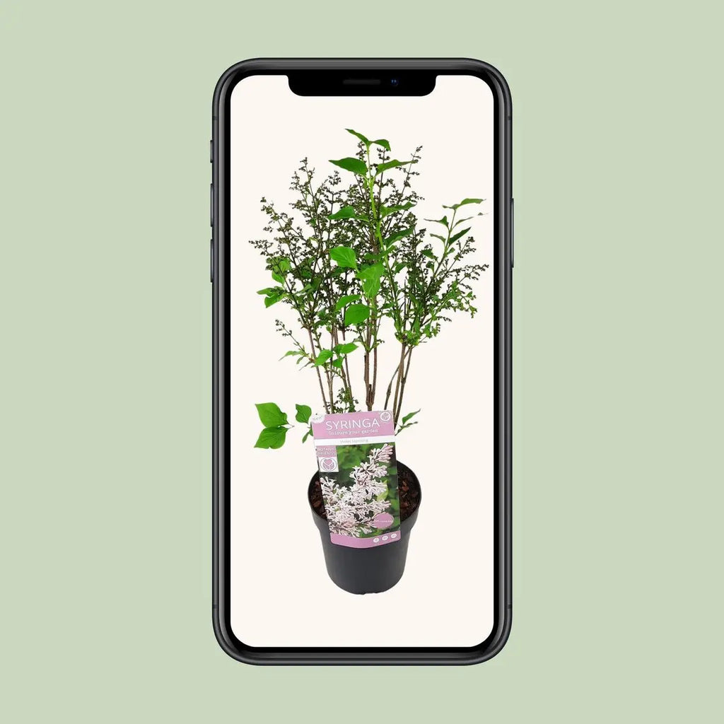 Syringa patula ‘Violet Uprising’  - Ø19cm- ↕35cm | Koreanischer Flieder - Pille Gartenwelt
