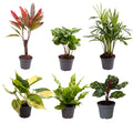 Babypflanzen Überraschungsbox - Ø6cm - ↕12cm - x6 MEERgroothandel Planten