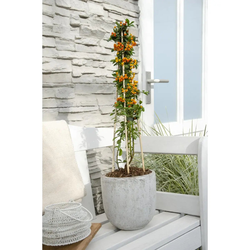 Pyracantha 'Orange Glow' - Ø15cm - ↕65 cm MEERgroothandel Planten