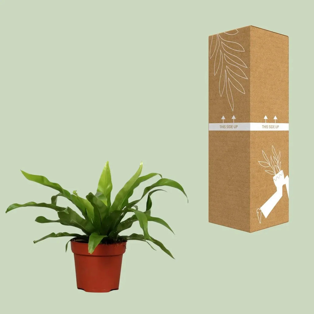 Echter Farn Asplenium antiquum Nestfarn - Ø12cm - ↕25 cm - Echter Farn - Pille Gartenwelt