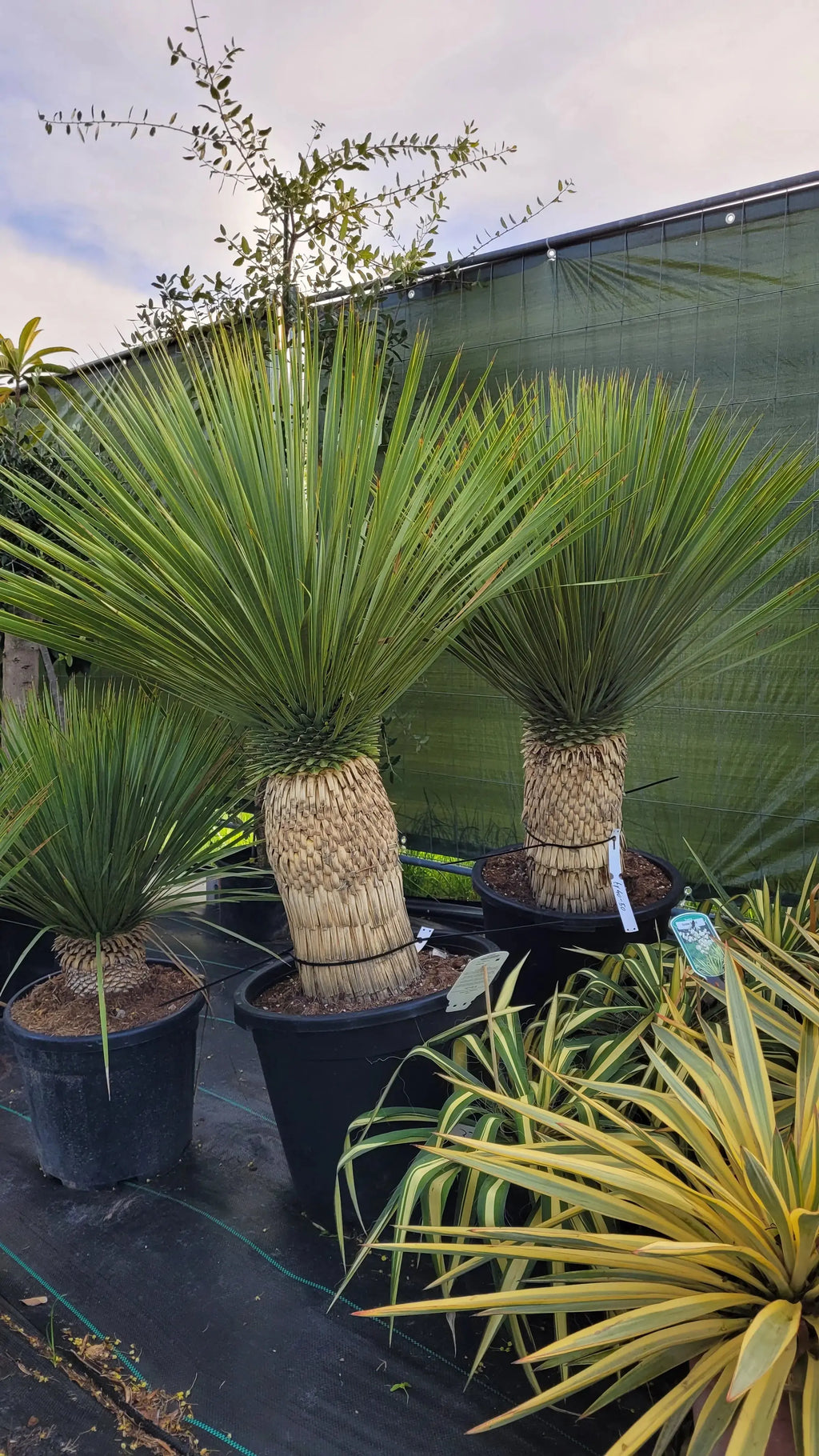 Yucca rostrata - Blaublättrige Palmlilie aus Freilandzucht