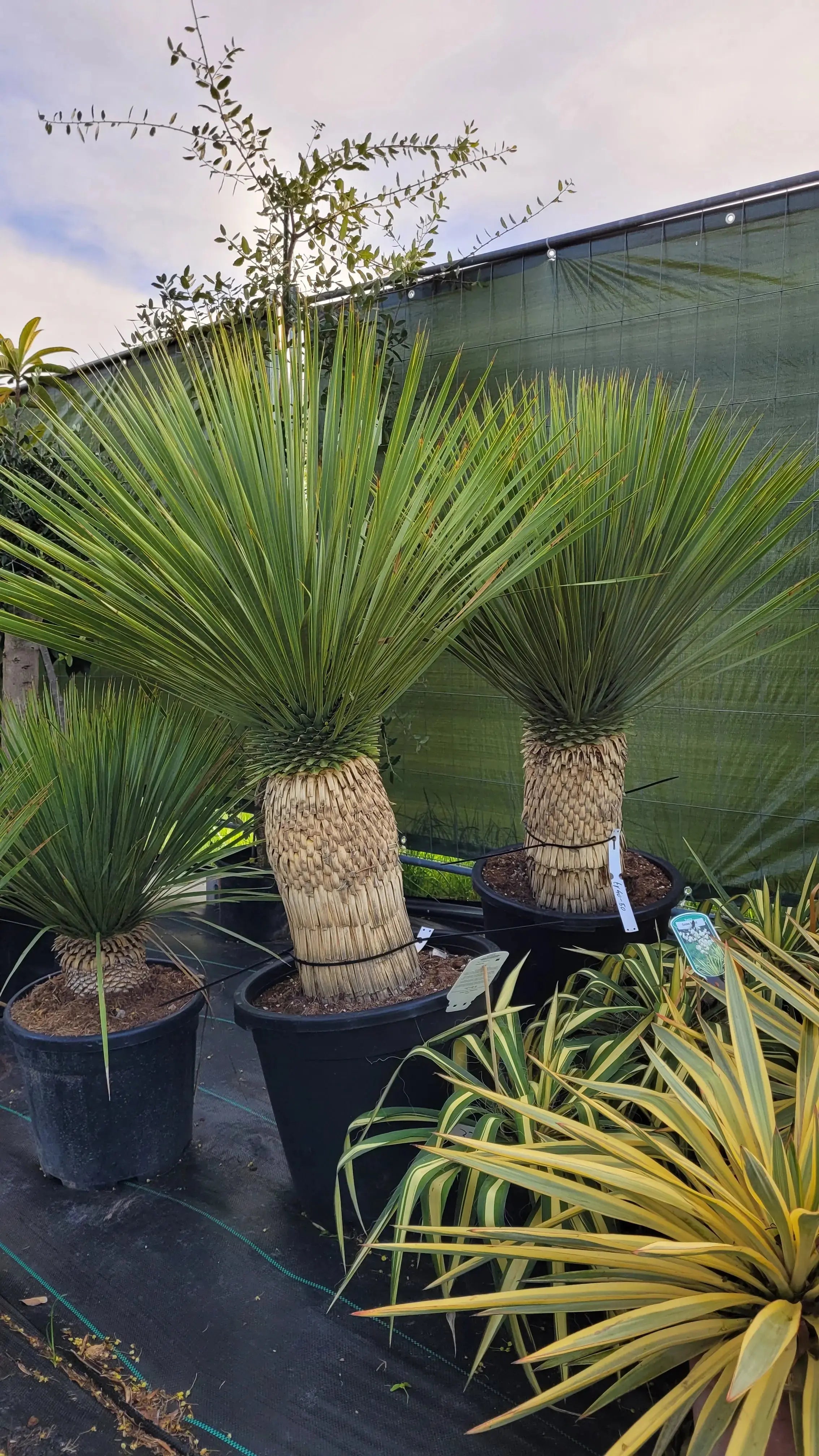 Yucca rostrata Blaublättrige Palmlilie