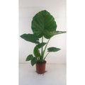 alocasia macrorrhiza | [P19-H90] | Riesenblättriges Pfeilblatt