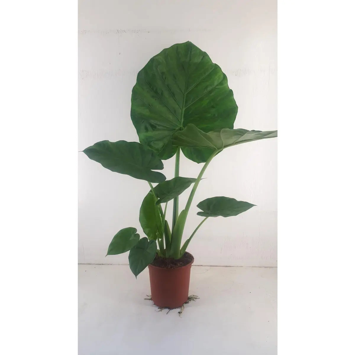 alocasia macrorrhiza | [P19-H90] | Riesenblättriges Pfeilblatt