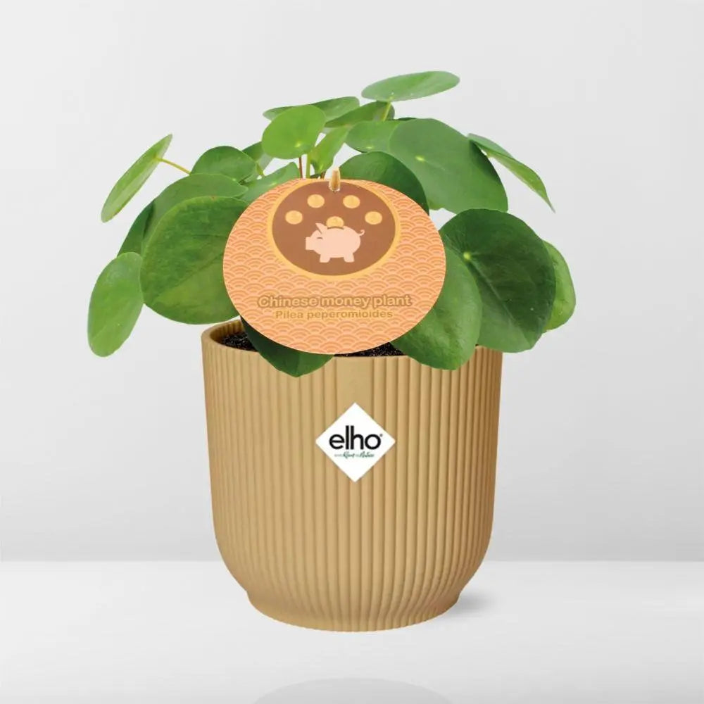 Pilea Peperomioides 12 cm in Elho -Vibes 14 cm Geel falten MEERgroothandel Planten