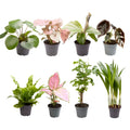 8x Mini Sansevieria Laurentii Ø6 cm ca. 12 cm – Babypflanzen Set Gesamtansicht