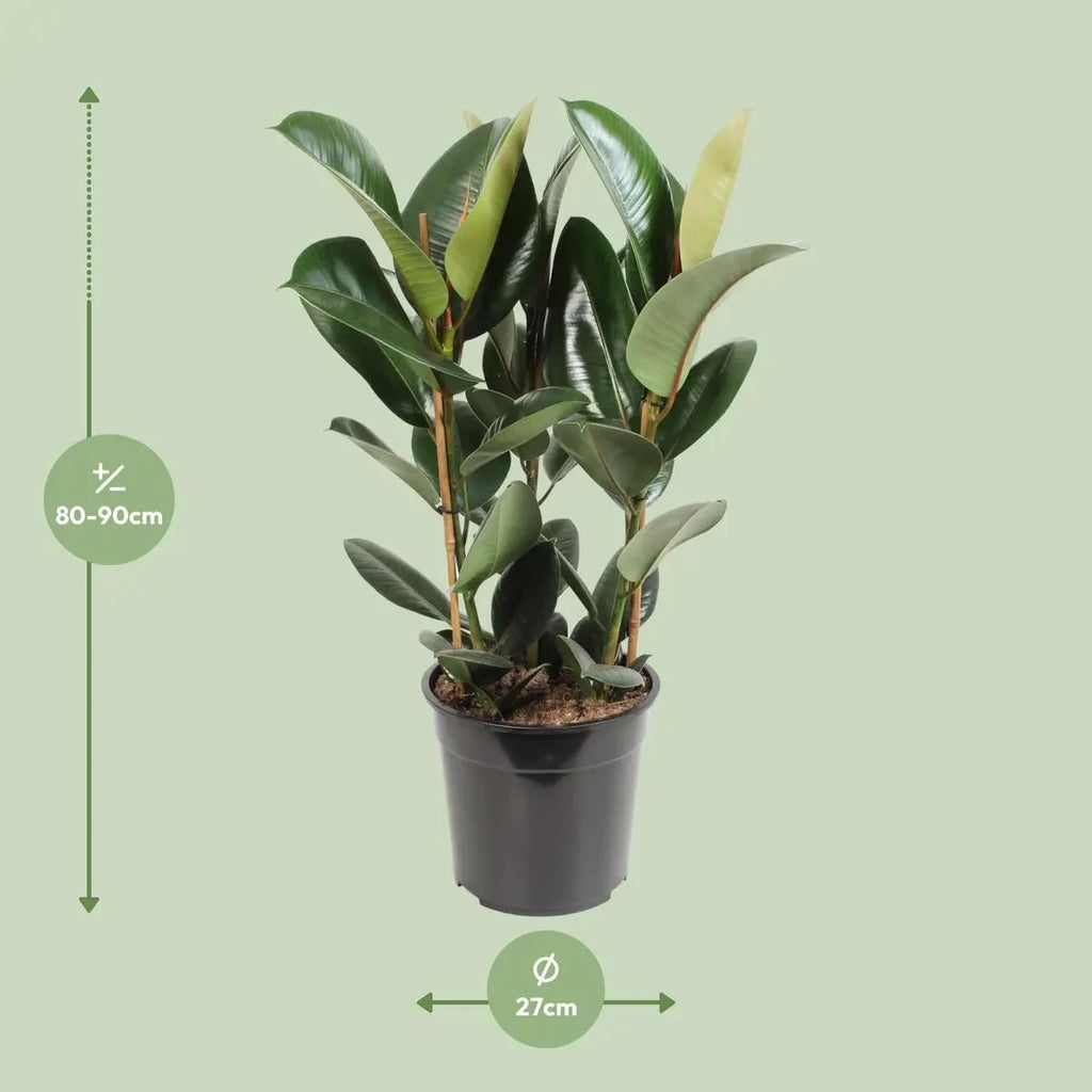 Ficus Elastic Robust - Ø27cm - ↕85 cm MEERgroothandel Planten