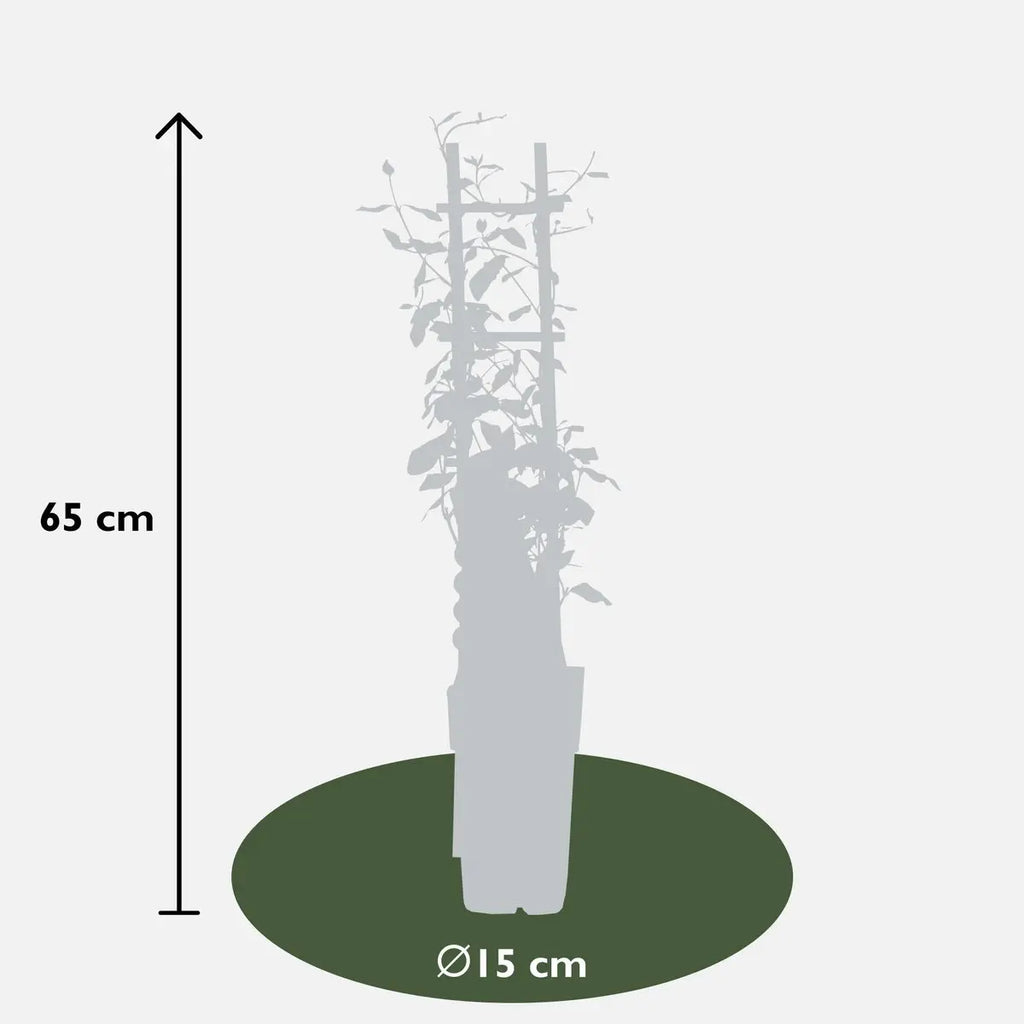 Trachelospermum 'Star of Toscana' - Toskaner Jasmingeel - Ø15cm - ↕65 cm - Pille Gartenwelt