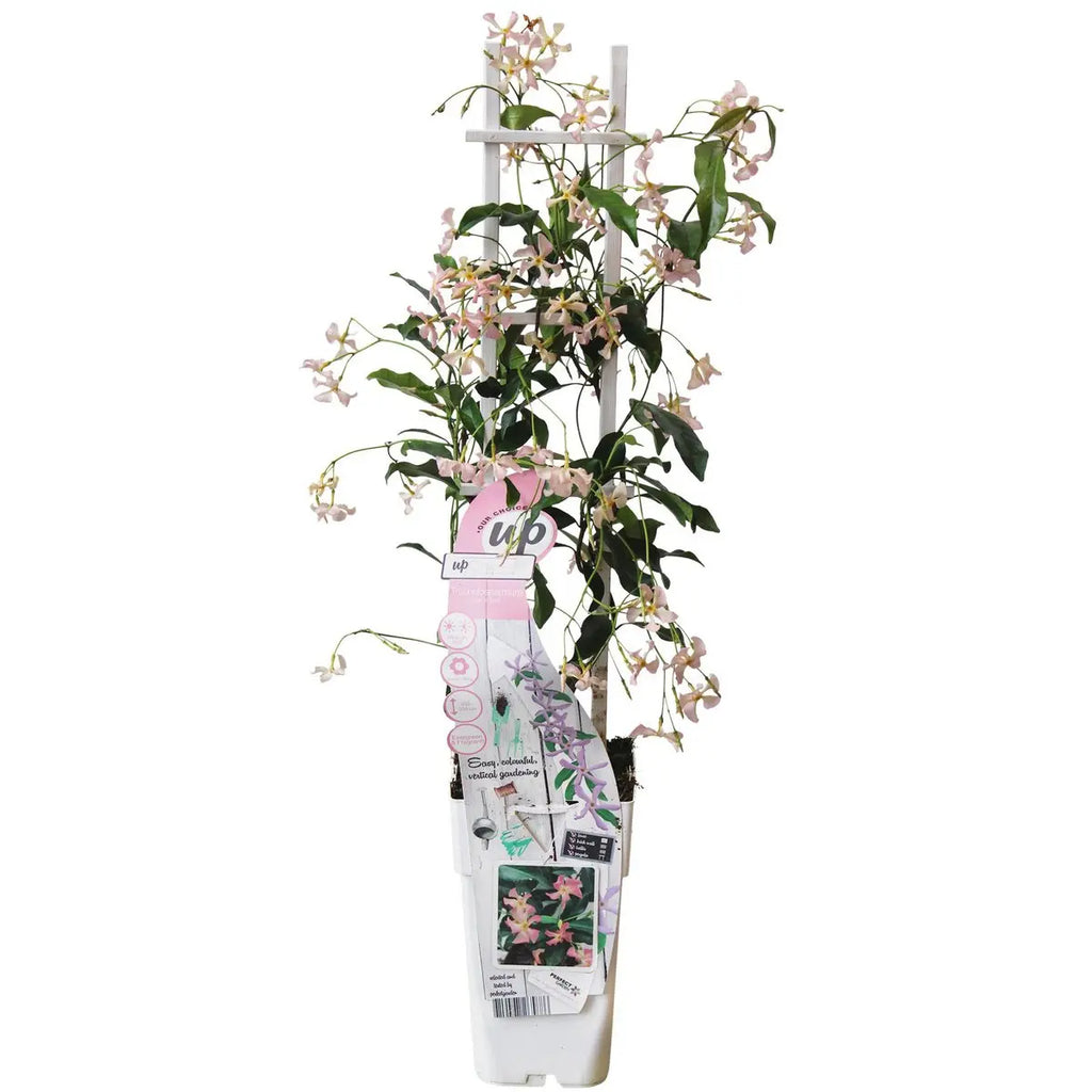 Sternjasmin Trachelospermum 'Star von Ibiza' - Toskaner Jasmin - Ø15cm - ↕65 cm