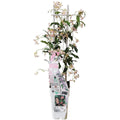 Sternjasmin Trachelospermum 'Star von Ibiza' - Toskaner Jasmin - Ø15cm - ↕65 cm