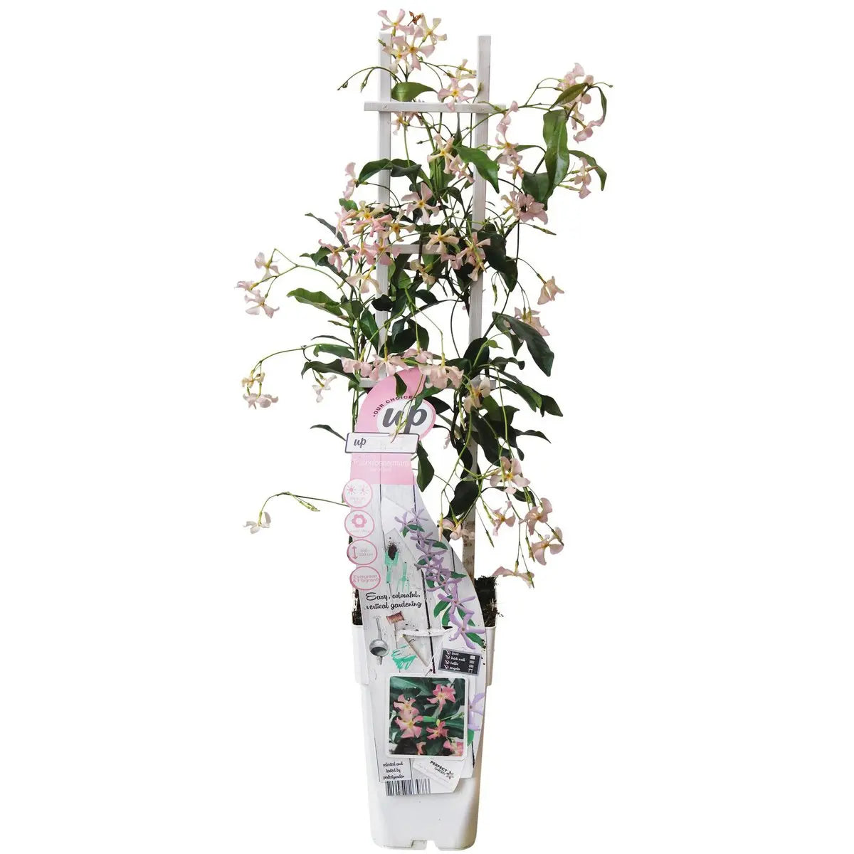 Sternjasmin Trachelospermum 'Star von Ibiza' - Toskaner Jasmin - Ø15cm - ↕65 cm