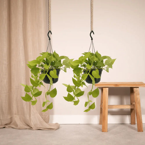 Epipremnum golden pothos (scindapsus) - 2 stuks - Ø15cm - ↕25cm MEERgroothandel Planten