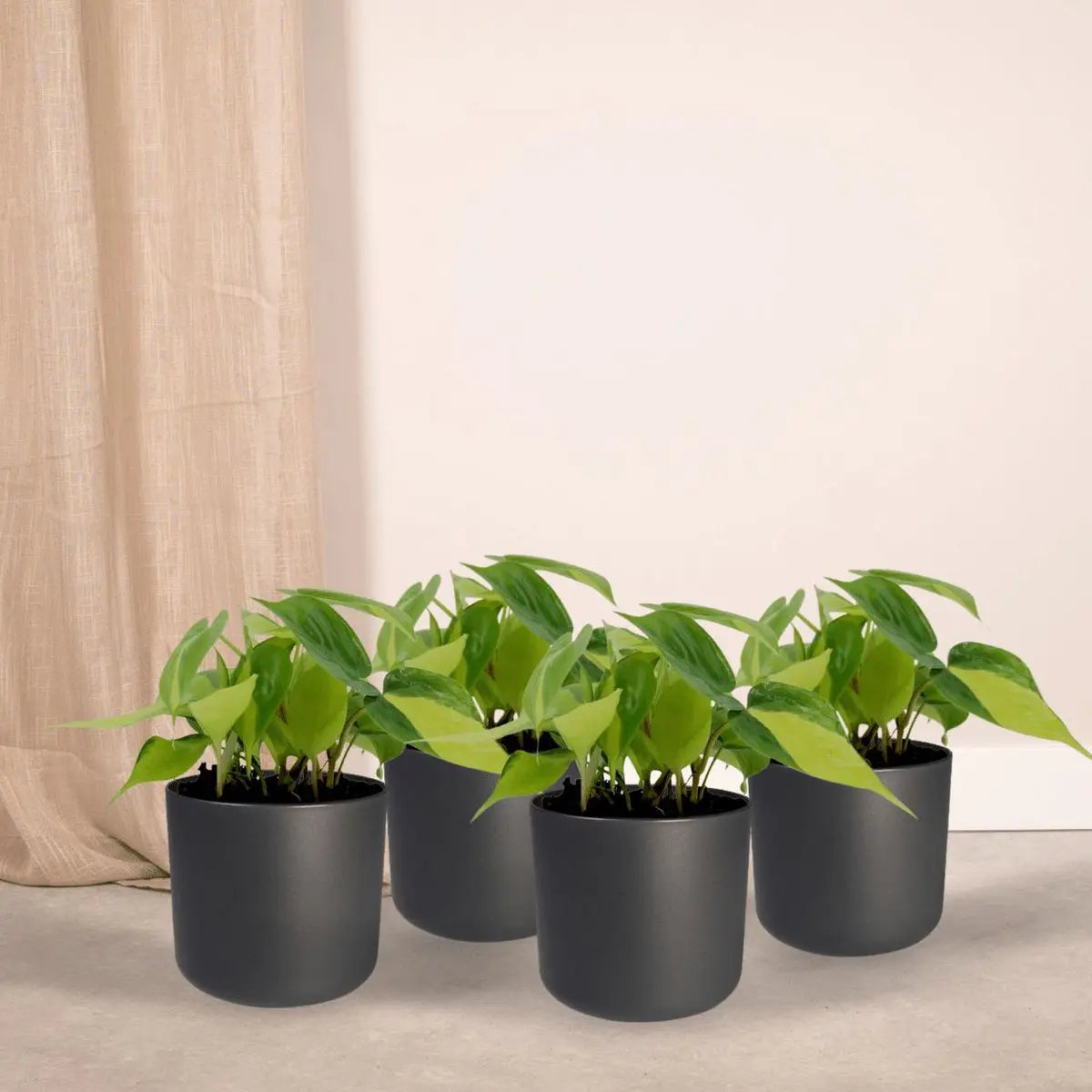 Philodendron Scandens Brasil - 4 Stück - ø12cm - ↕15cm MEERgroothandel Planten
