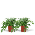 2x Monstera minima - Gatenplant - 25 cm - Ø15 MEERgroothandel Planten