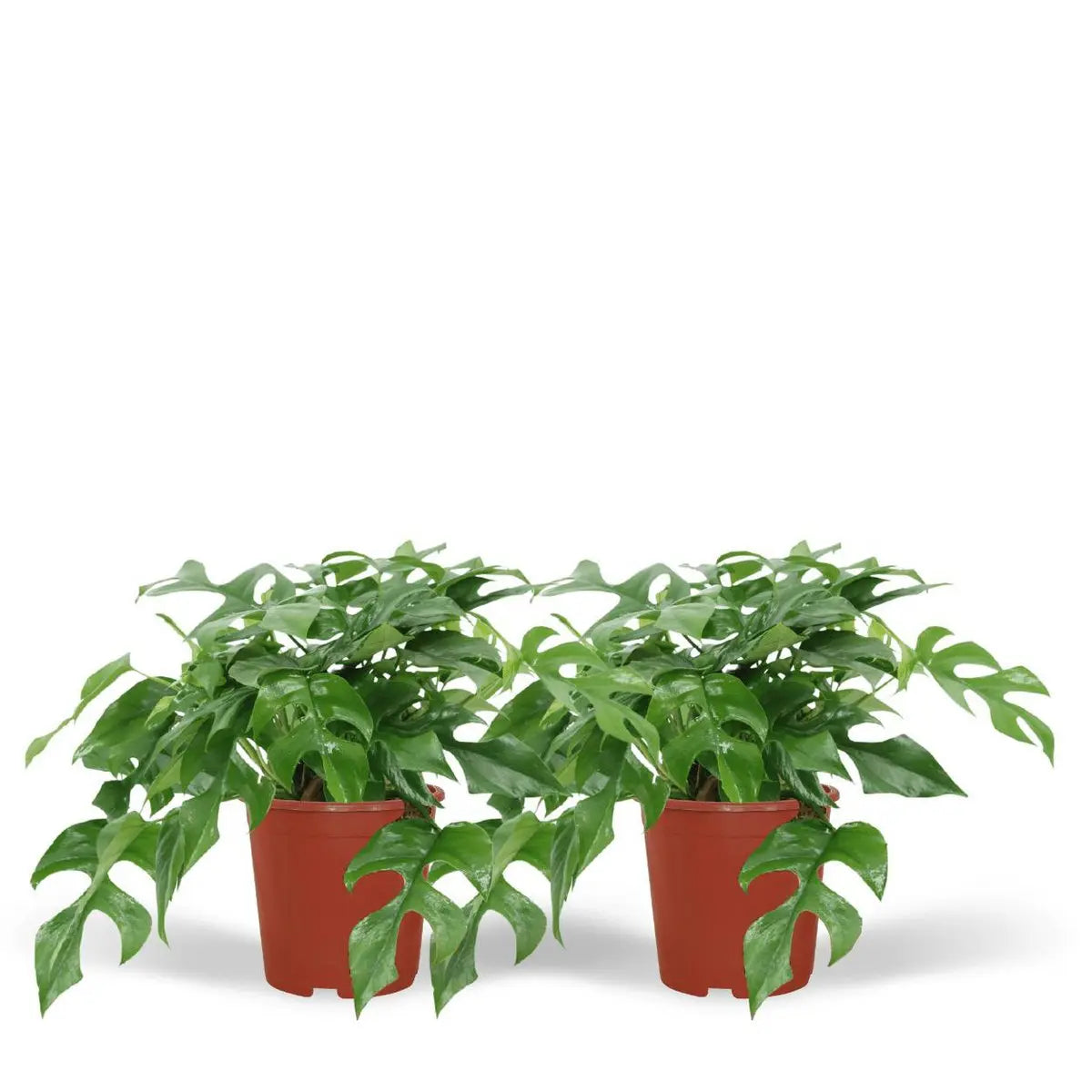 2x Monstera minima - Gatenplant - 25 cm - Ø15 MEERgroothandel Planten