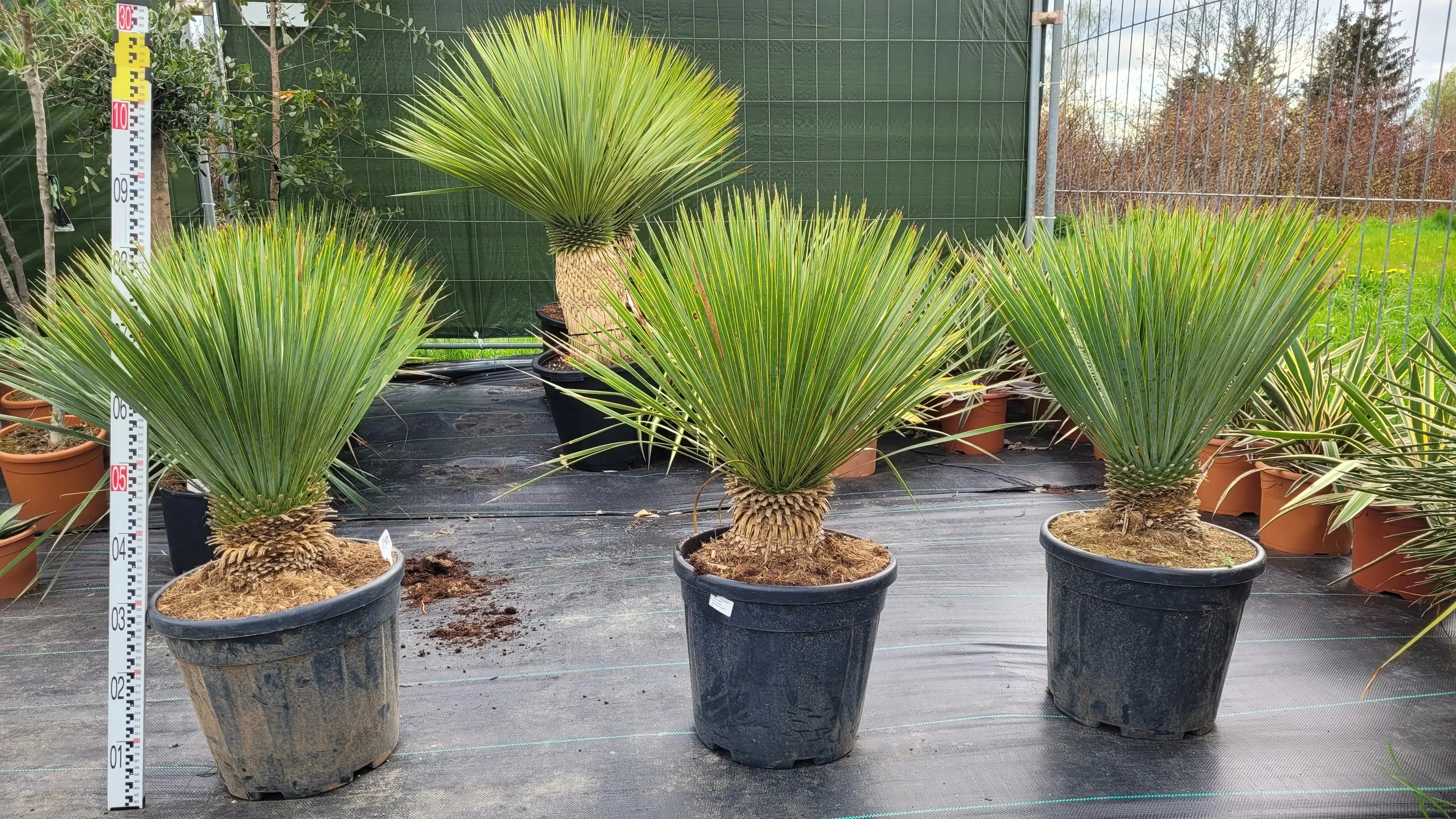 Yucca rostrata - Blaublättrige Palmlilie aus Freilandzucht