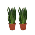 Sansevieria Dark Diamond - 2 Stücke - Ø14 cm - ↕40 cm MEERgroothandel Planten