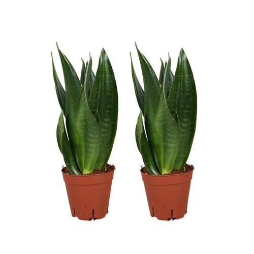 Sansevieria Dark Diamond - 2 Stücke - Ø14 cm - ↕40 cm MEERgroothandel Planten